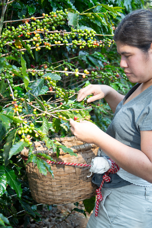 a woman picking coffee beans