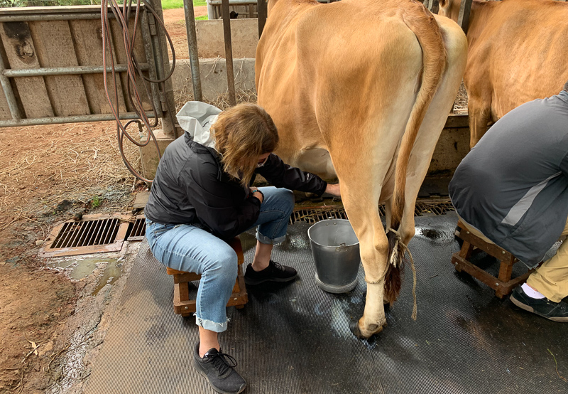 milking cows in corso lecheria farm