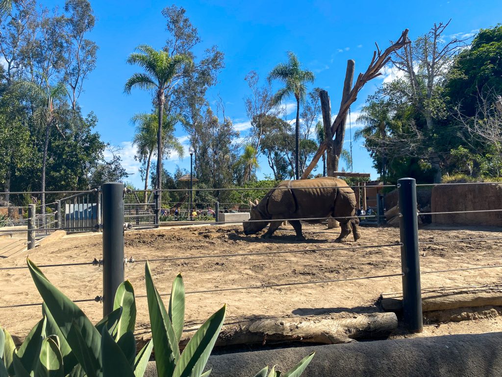 Rhinoceros San Diego Zoo