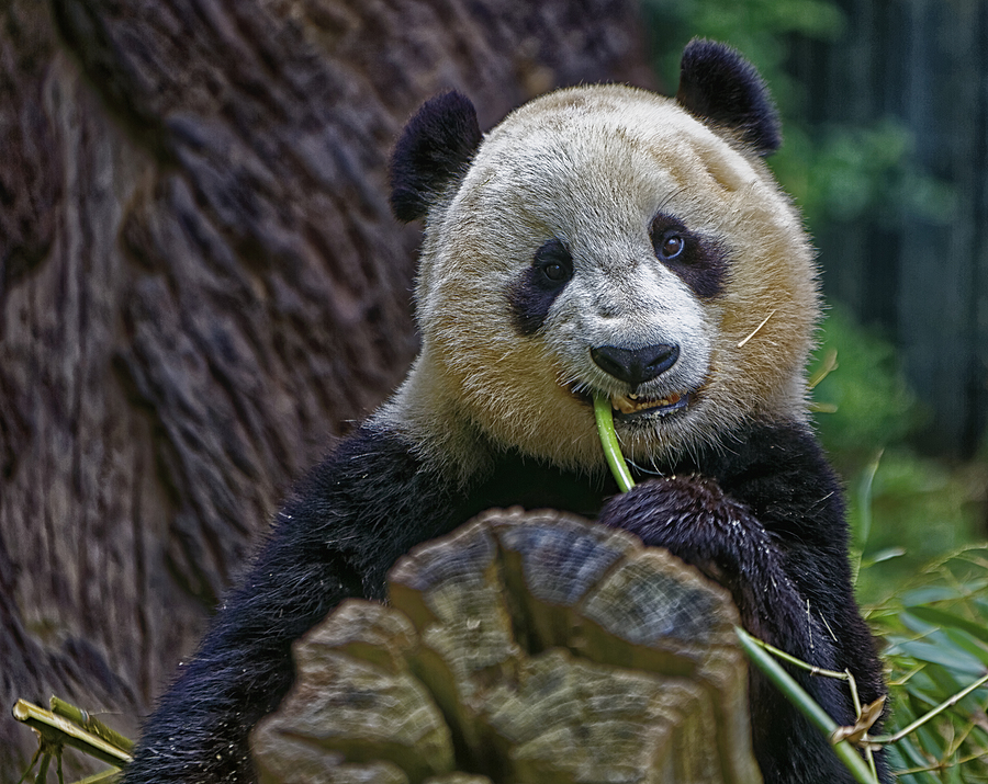 panda eating bamboo San Diego Zoo